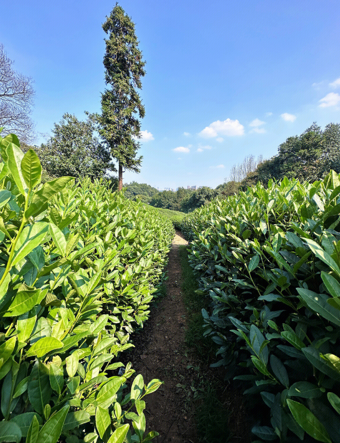 九游体育在线-关于山林穿越极限跑，感受大自然的狂野魅力的信息