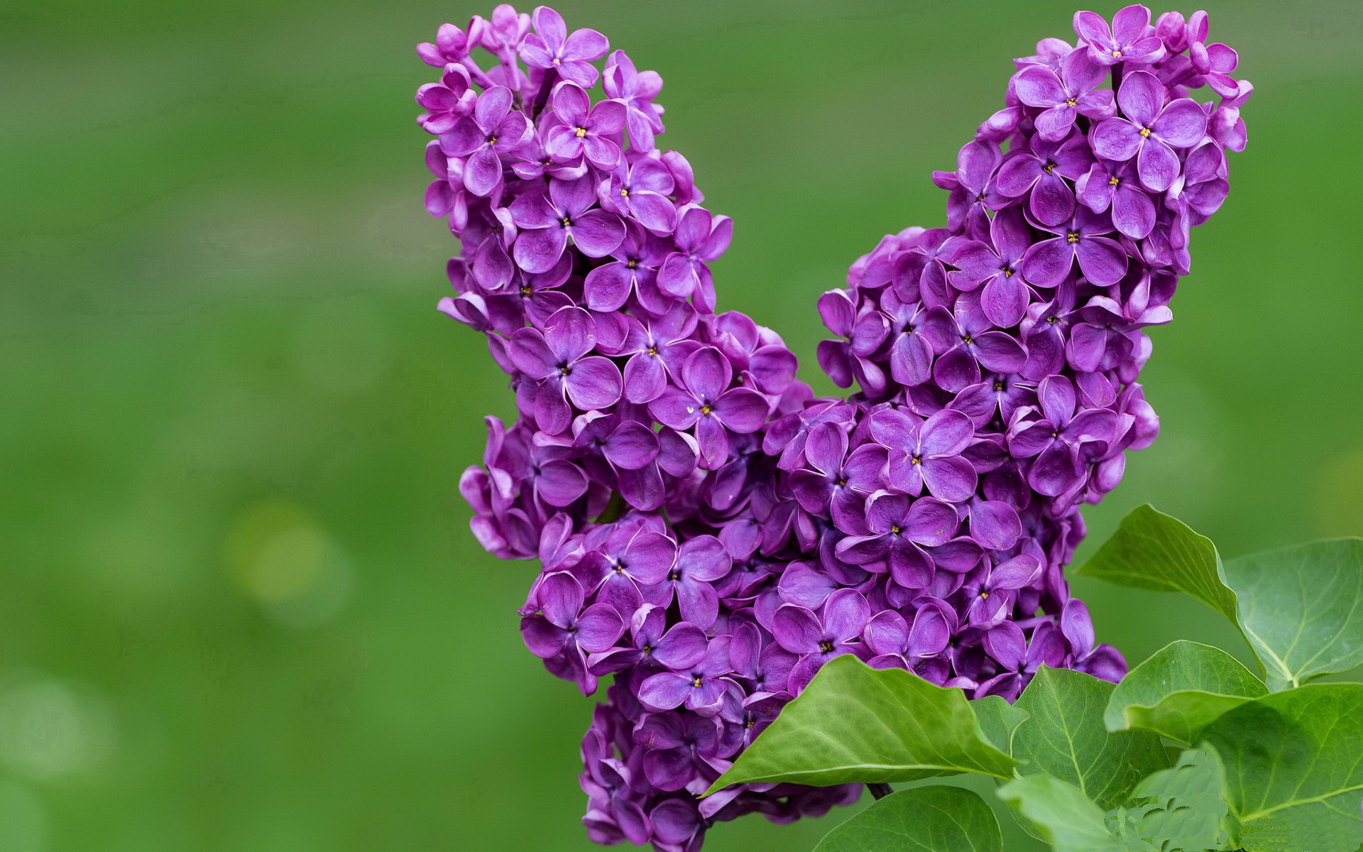 九游娱乐网页版-NBA球员连续砍+ 个人能力获赞 联盟现新生力量，nba狂砍100分