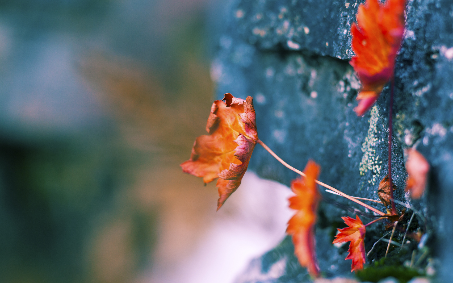 梅西伤愈复出，重返国家队征战世预赛，梅西踢比赛