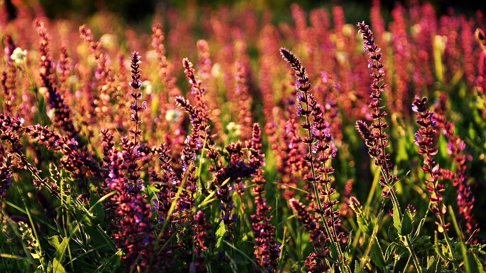 九游体育官方网站-桑托斯年轻球员入选国家队，桑托斯足球教练