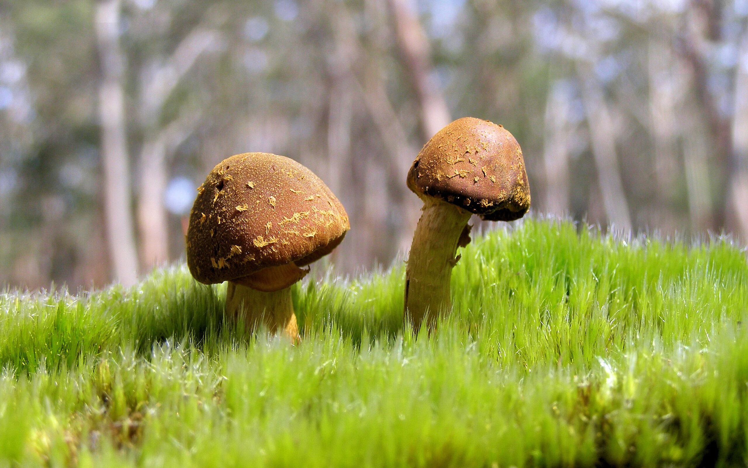 “水上救生：三叉湖游泳馆上演生命与速度的较量”