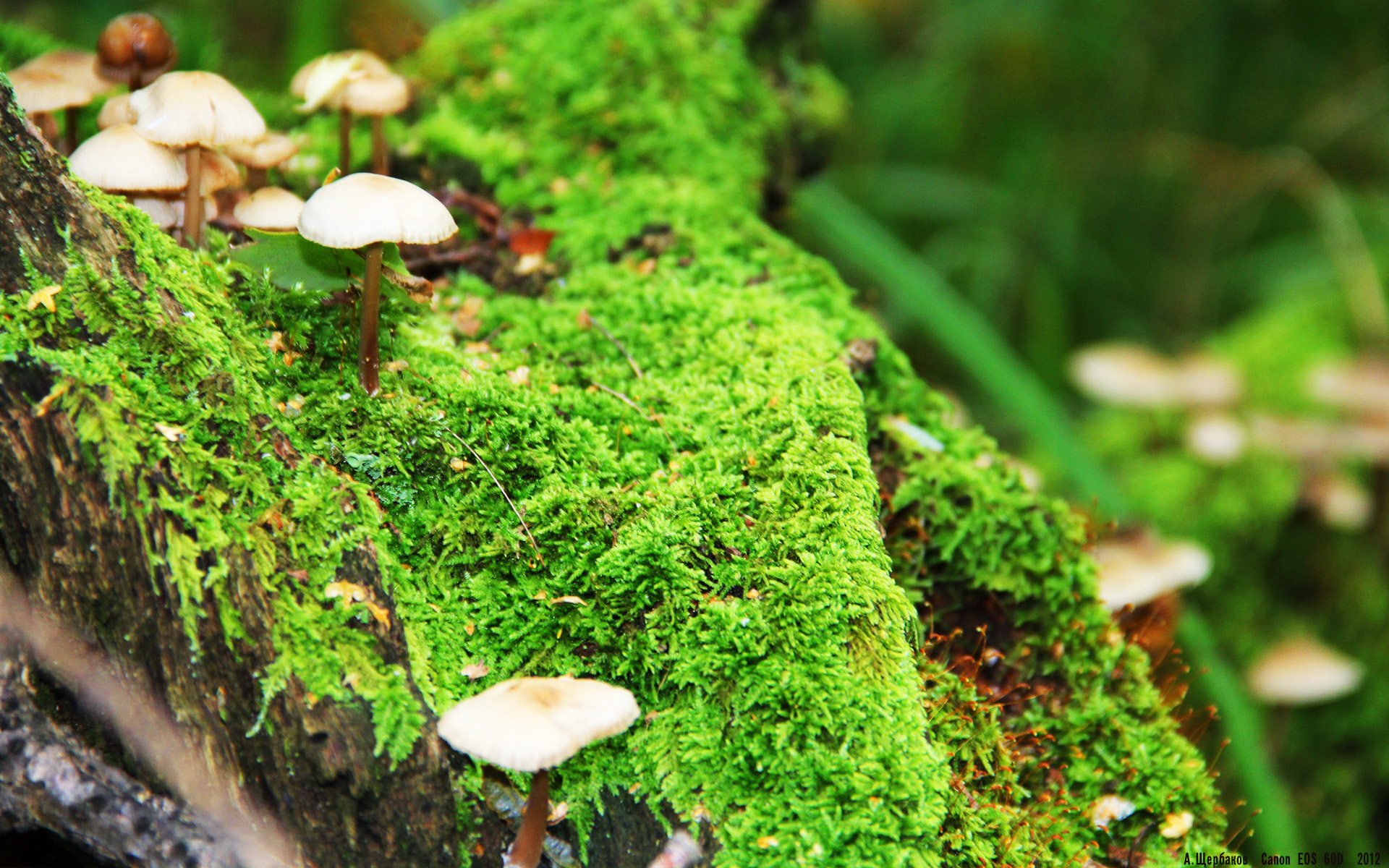 九游体育网站入口-勇士替补阵容完成逆转展现深度优势，勇士队球员替补